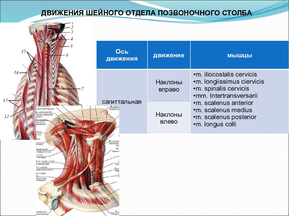 Мышцы спинного отдела. Мышцы сгибающие Позвоночный столб. Мышцы действующие на Позвоночный столб. Мышцы шейного отдела. Мышцы приводящие в движение Позвоночный столб.