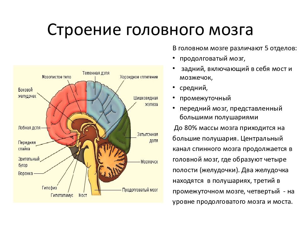 Строение головного мозга