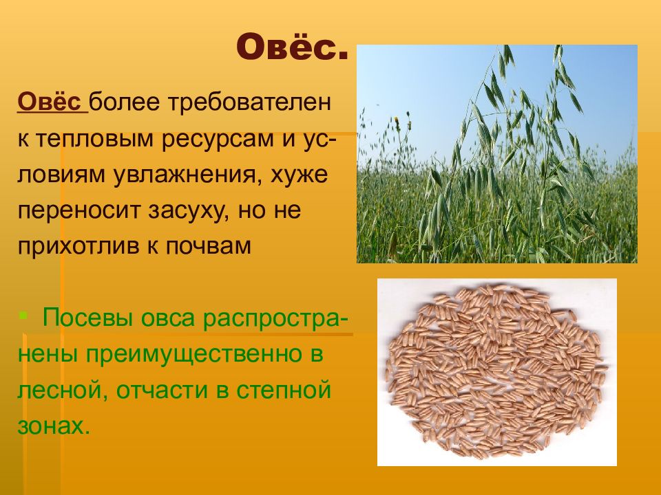 Задачи овса. Посев овса. Как растет овес. Открытки с овсом растения. К Наурузу овес растет.