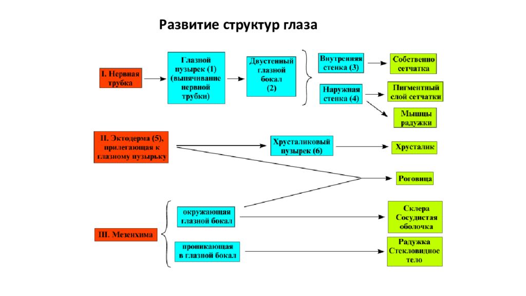 Развитая структура. Схема развития глаза. Развитие глаза человека в онтогенезе. Этапы формирования глаза. Развитие глазного яблока.