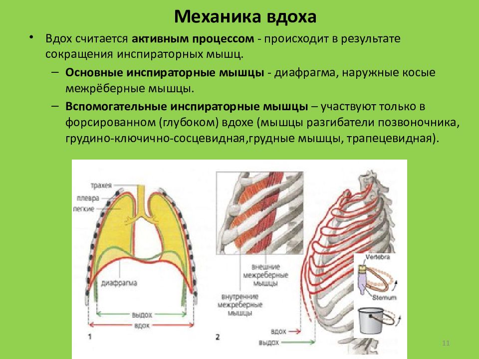 Мышцы вдоха основные и вспомогательные. Вспомогательные мышцы при вдохе. Вспомогательные инспираторные мышцы. Инспираторные мышцы вдоха.