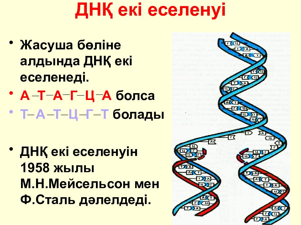 Нуклеин. ДНҚ картинка. Нуклеин картинка. Нуклеин кислоты КРН. Нуклеин определение.