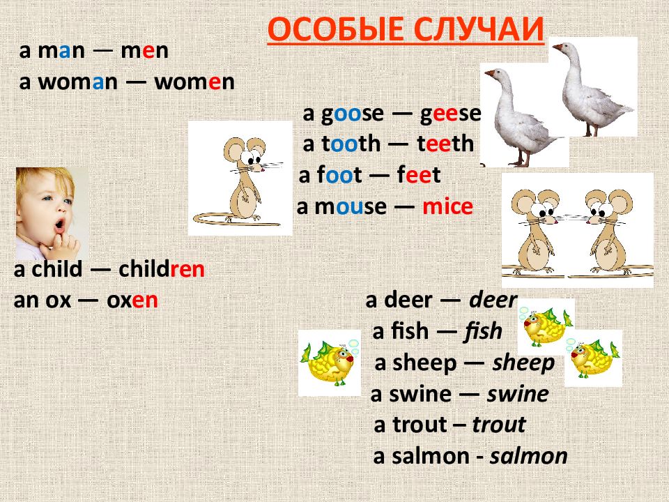 Fish множественное число. Множественное число слова Deer в английском языке.