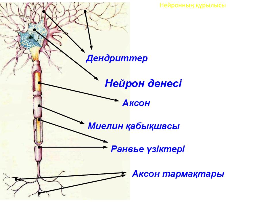 Жүйке импульсінің пайда болуы. Телефон құрылысы.