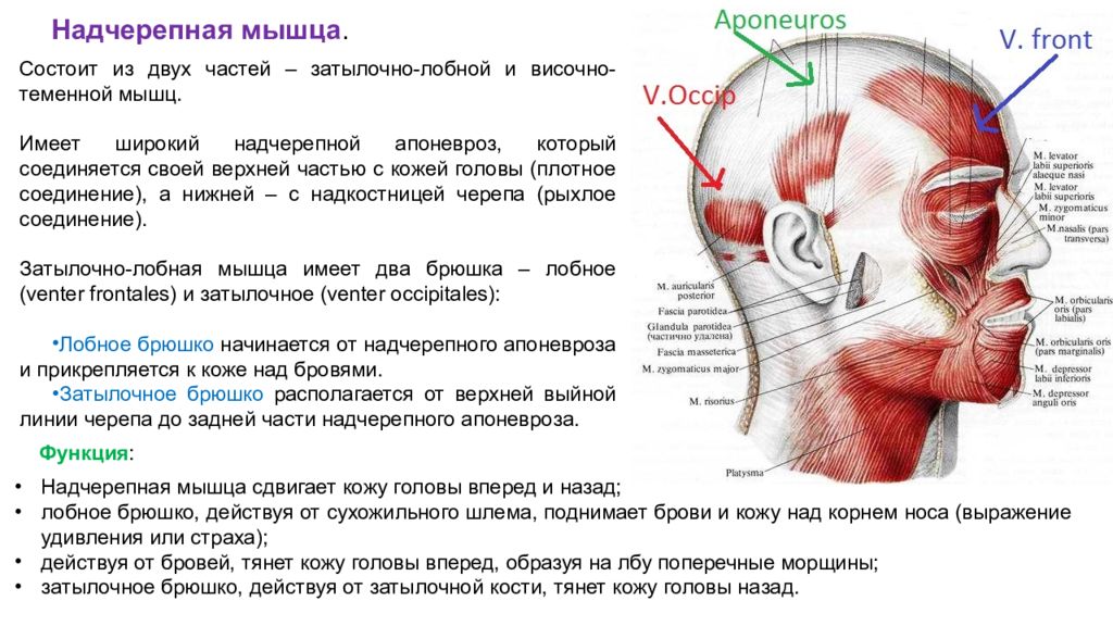 Болит череп сверху. Мышцы свода черепа функции. Надчерепная мышца свода черепа. Надчерепная мышца головы анатомия.