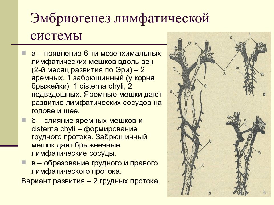 Лимфатическая система анатомия презентация