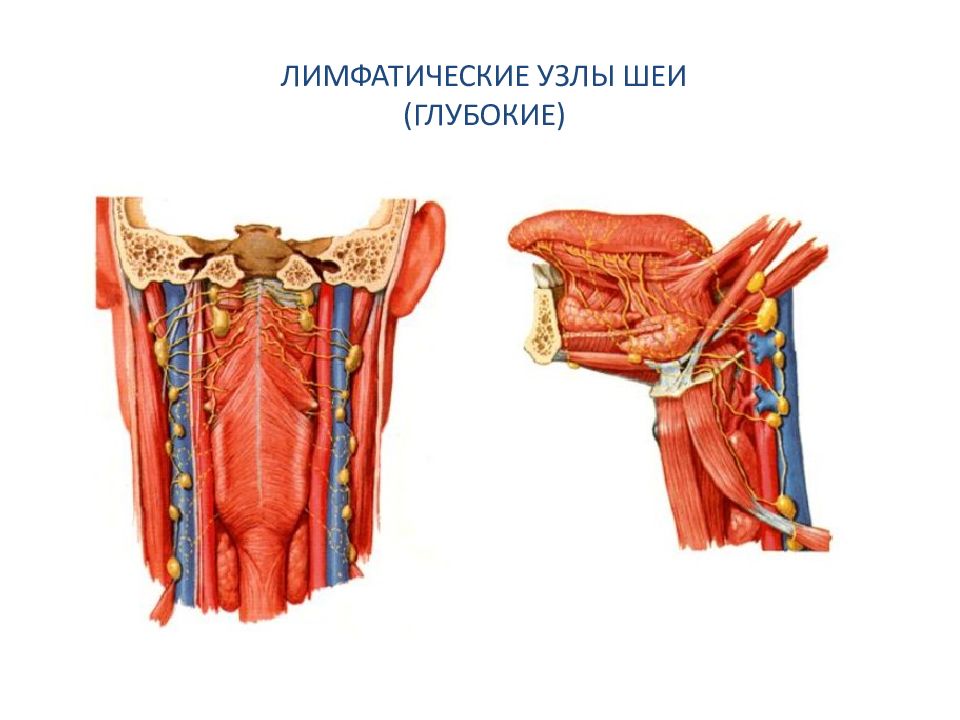 Лимфатические узлы шеи. Латеральные глубокие шейные лимфатические узлы. Позадиглоточный лимфатический узел. Латеральные глубокие шейные узлы. Глубокие боковые лимфатические узлы шеи.