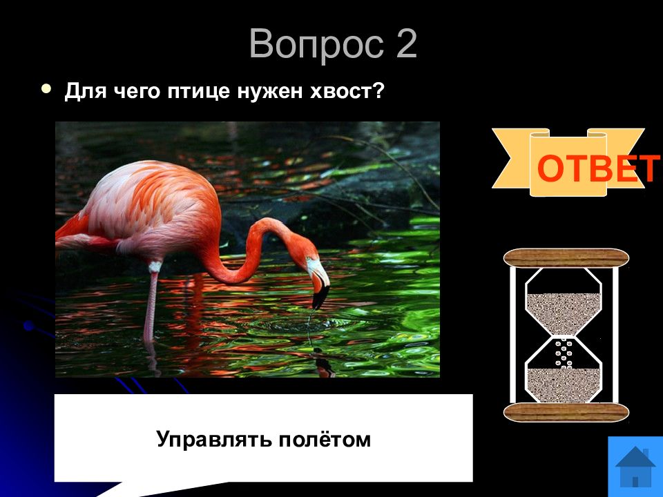 Время не птица за хвост не. Для чего нужен хвост птицам. Для чего нужны птицы. Для чего животным нужен хвост. Для чего нам нужны птицы.