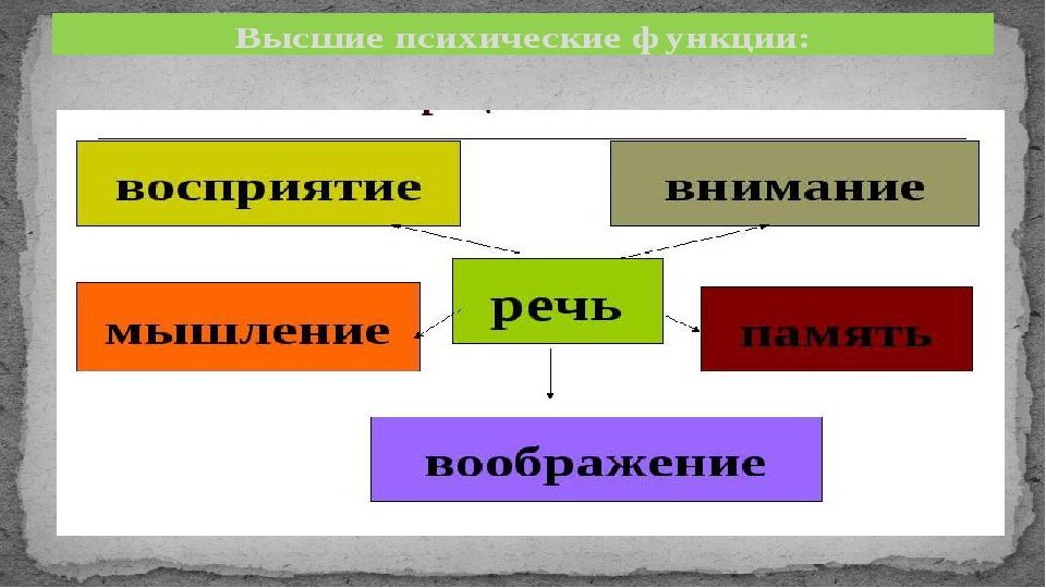 Высшие функции человека