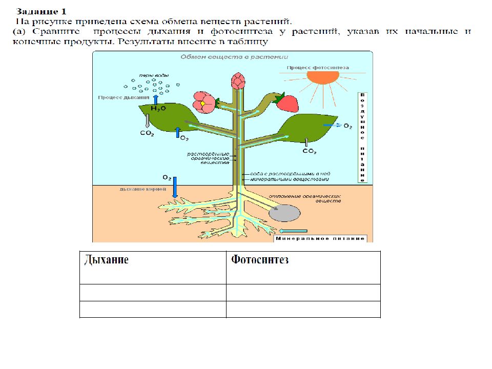 Выделение у растений листопад 6 класс. Выделение у растений листопад 6 класс. Выделение у растений листопад 6 класс. Как происходит листопад. Образование отделительного слоя у листа при листопаде.