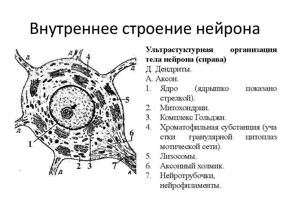 Строение нервных клеток презентация