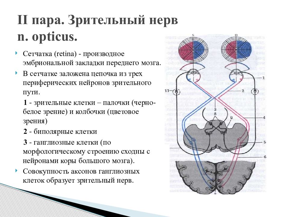 Зрительный нерв в головной мозг. 2 Пара черепных нервов схема. 2 Пара ЧМН зрительный нерв. Зрительный нерв 2 пара черепных нервов. 2 Пара черепных нервов Нейроны.
