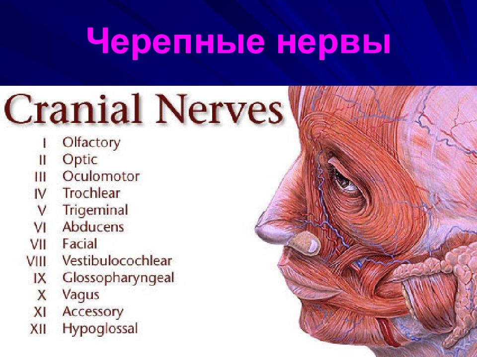 Черепные нервы