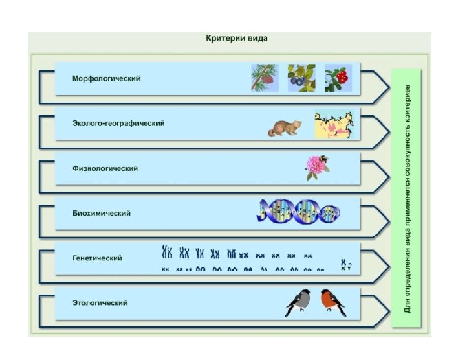 Биохимический критерий. Биохимический критерий вида примеры. Физиологический и биохимический критерии. Критерии вида морфологический физиологический биохимический. Морфологические критерии эколого географического.