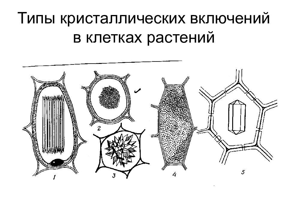 Клетки растений вывод. Типы клеток в ботанике. Инициальные клетки ботаника. Гиалиновые клетки это в ботанике. Строение растительной клетчатки.