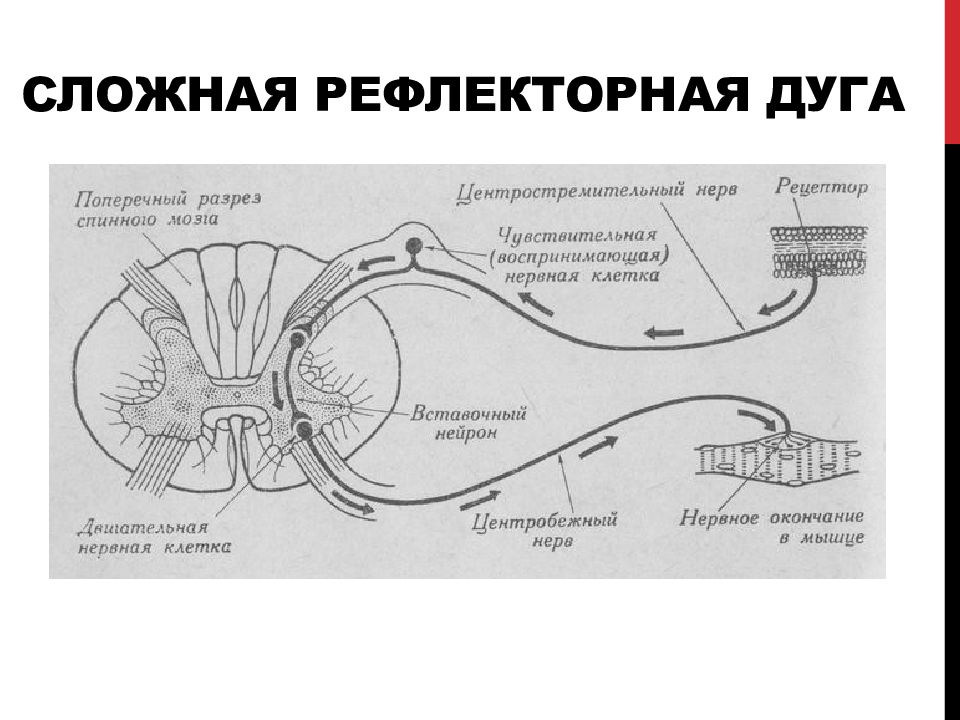 Схема рефлекторной дуги соматического рефлекса