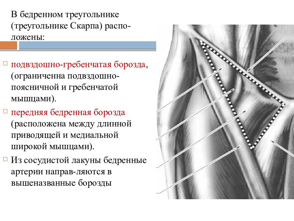 Приводящий канал