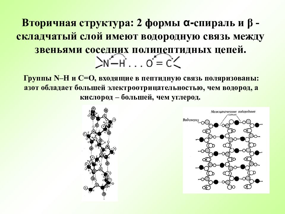 Строение цепи. Вторичная структура белка (складчатые формы, спиральные формы. Образование водородных связей в α- спирали.. Вторичная структура белка имеет форму спирали. Вторичная структура белка имеет форму спирали удерживается связями.