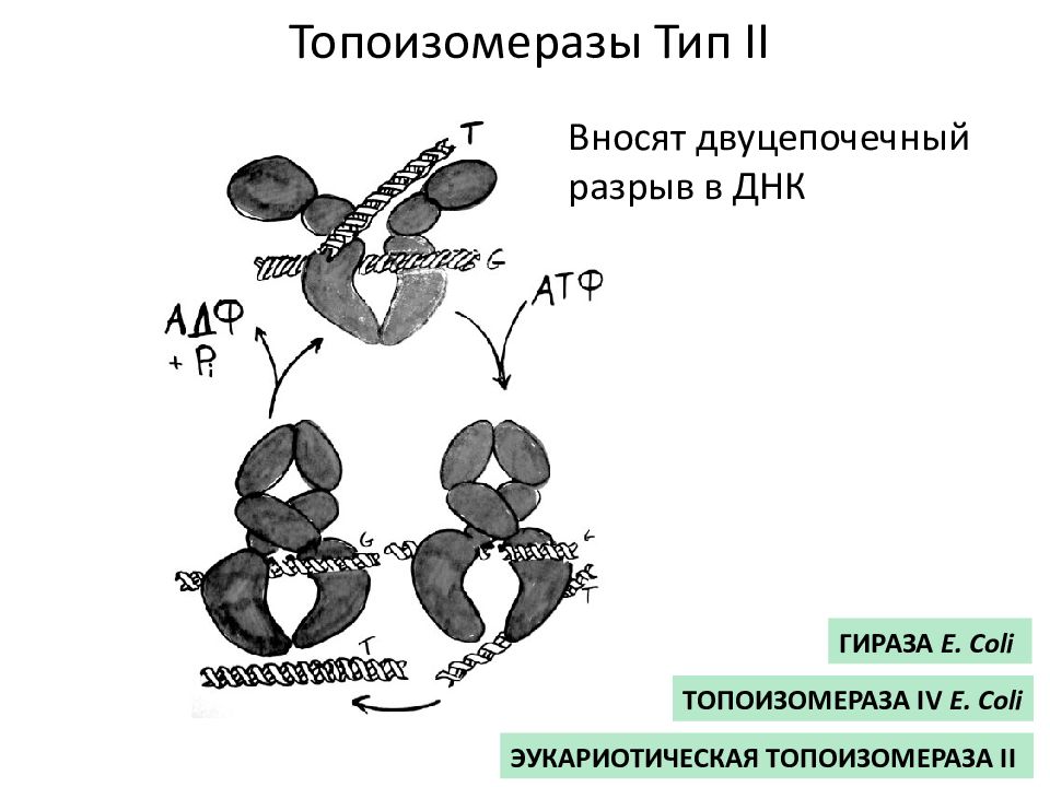 Двуцепочечная днк. Фермент ДНК-топоизомераза. Топоизомераза и гираза. ДНК-топоизомеразы типа 2. Фермент топоизомераза.