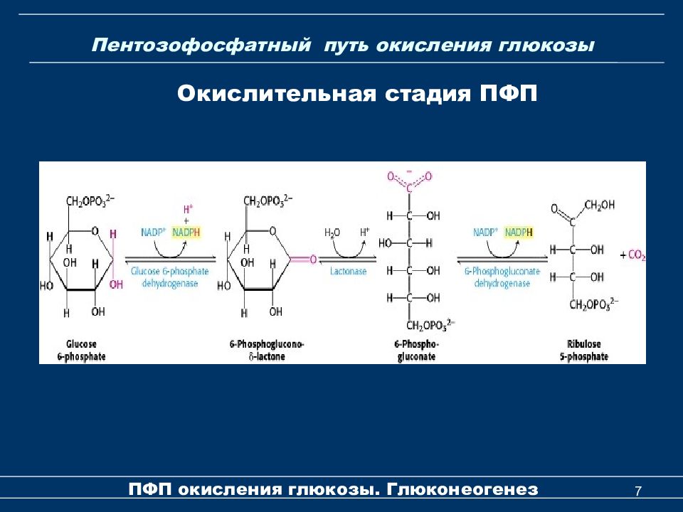 Окисление глюкозы. Уронатный путь окисления Глюкозы. Пентозофосфатный путь биохимия. ПФП биохимия реакции. Пентозофосфатный путь Глюкозы.