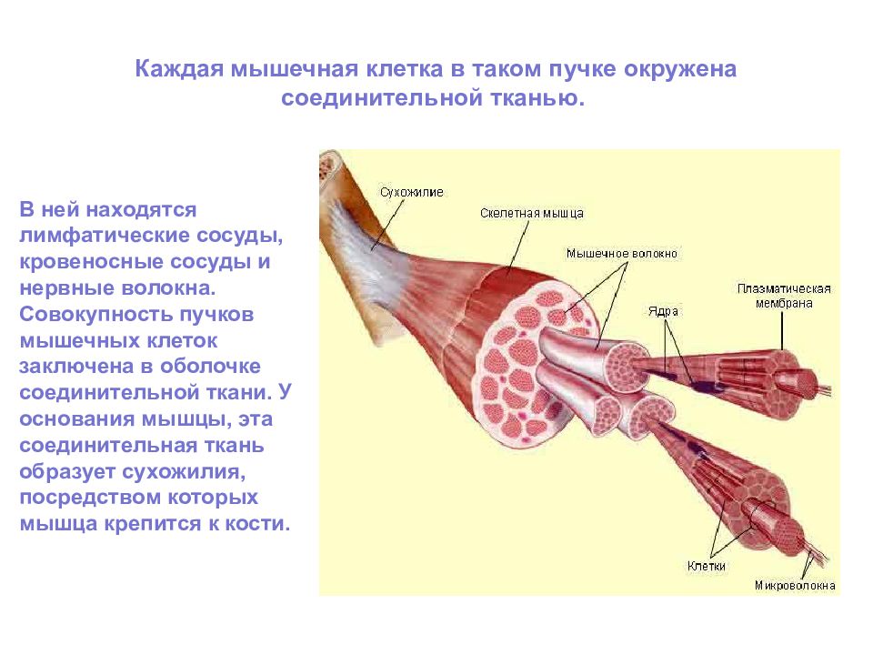 Соединительная оболочка сухожилия