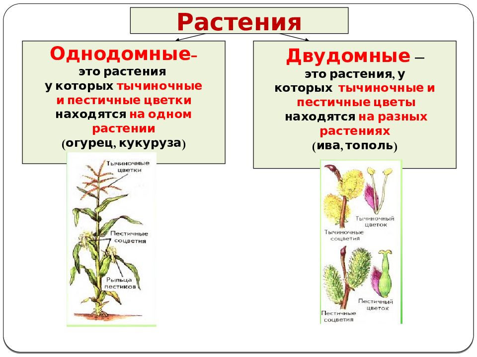 Однодомные и двудомные растения схема