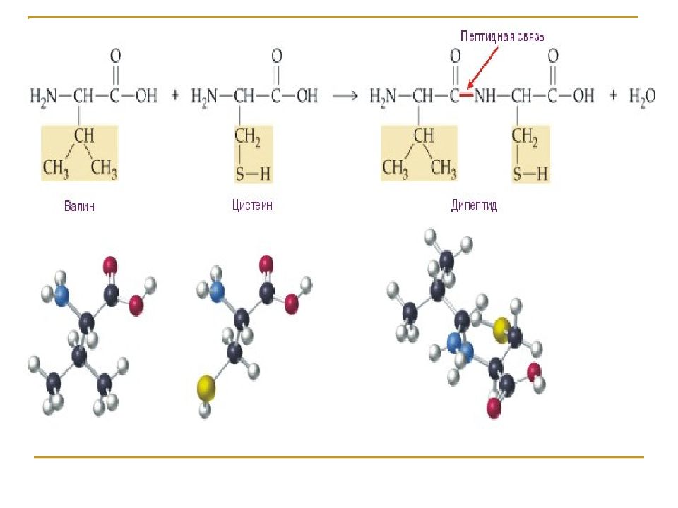 Таблица по биологии 5 класс химический состав клетки. Строение и химический состав клетки. Химические вещества растительной клетки. Структура активного центра фермента. Химический состав растительной клетки.