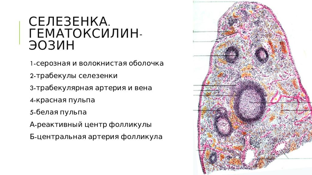 Селезенка гистология презентация