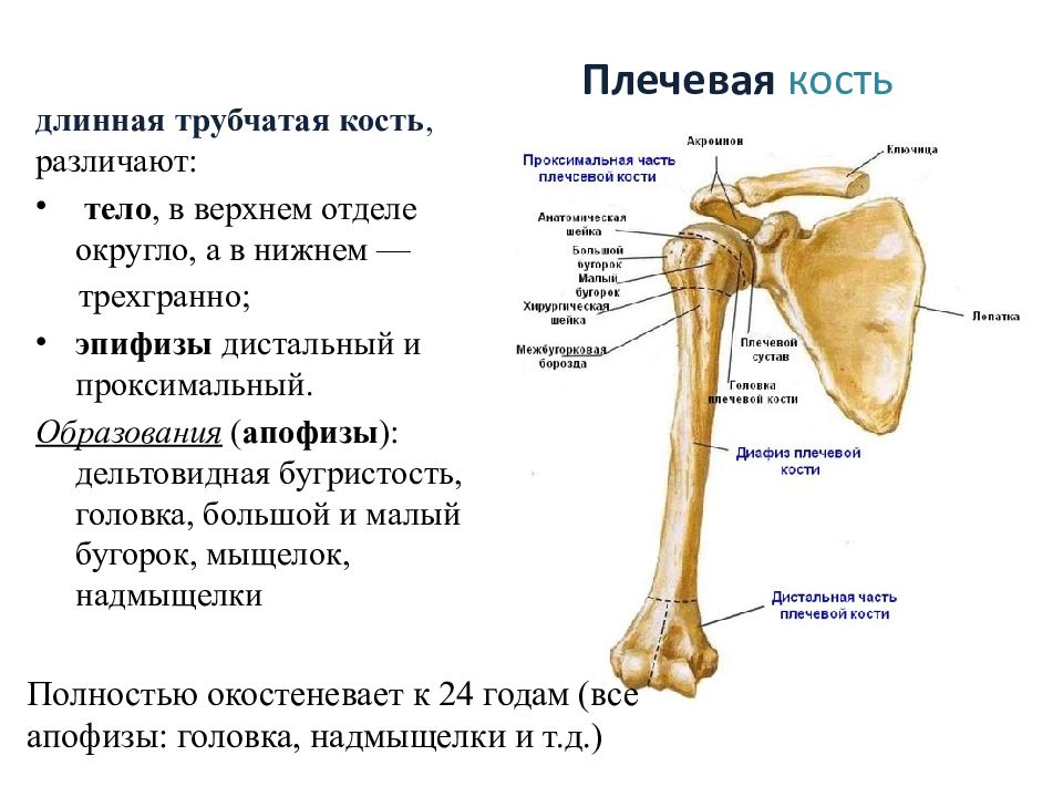 Плечевая это. Плечевая кость проксимальный эпифиз. Плечевая кость, анатомические структуры.. Трубчатая плечевая кость и её отделы. Трубчатая кость строение эпифиз.