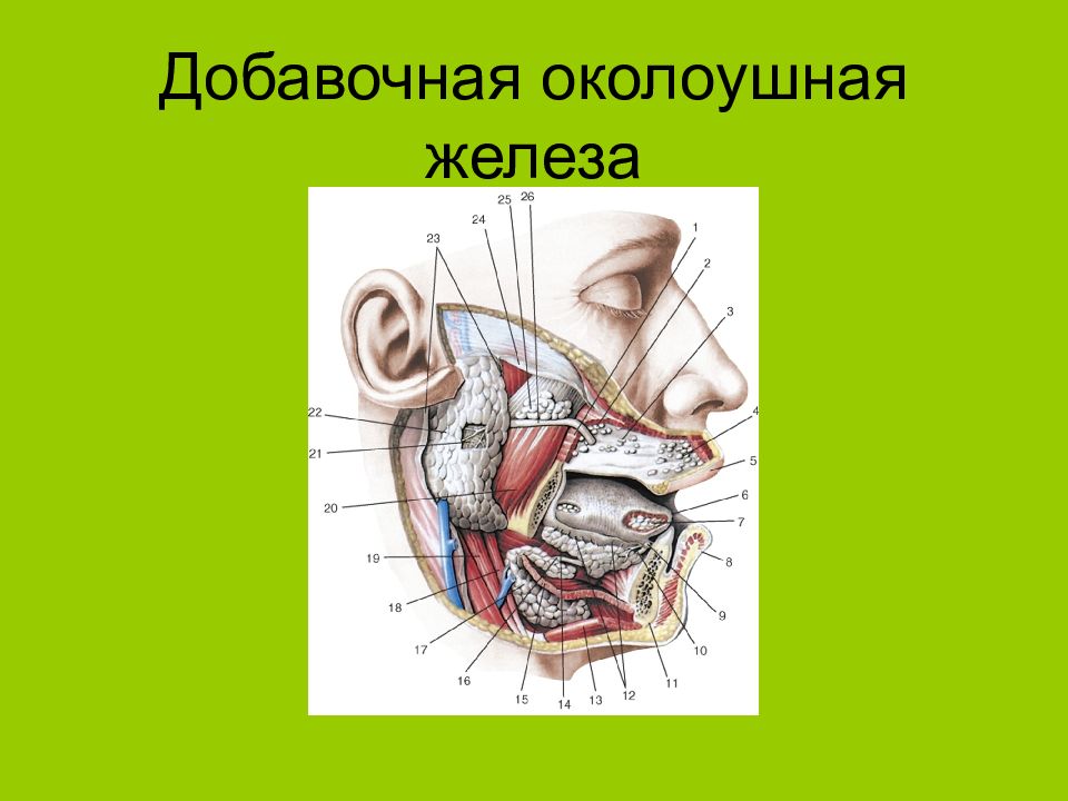 Околоушные железы. Топография околоушной железы. Добавочная околоушная железа. Околоушная слюнная железа топографическая анатомия. Топография околоушной слюнной железы.