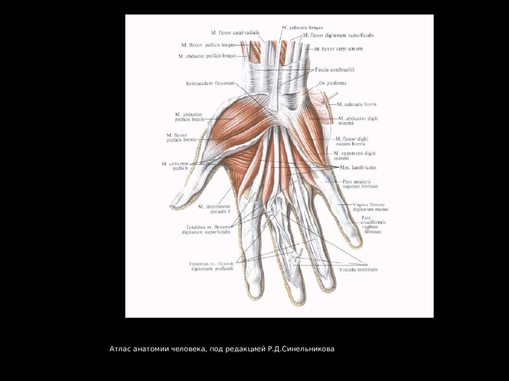 Узи кисти. Анатомия кисти атлас. Анатомия кисти Синельников. УЗИ анатомия лучезапястного сустава.