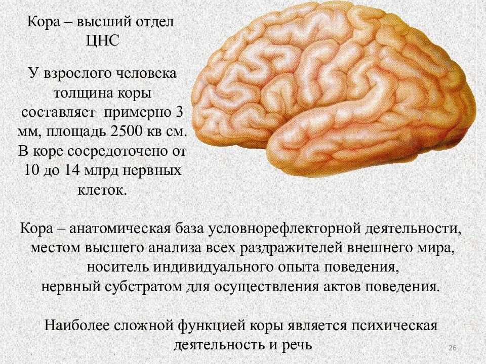 Высший отдел. Высшие отделы ЦНС. Функции коры нервной системы. Кора нервной системы это. Высшим отделом ЦНС является.