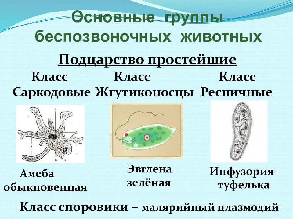 К какому подцарству типу относят животное изображенное на рисунке