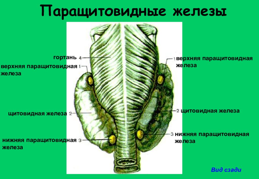 Околощитовидные железы. Паращитовидные железы вид сзади. Паращитовидная железа рисунок. Верхняя паращитовидная железа. Паращитовидные железы Верхние и нижние.