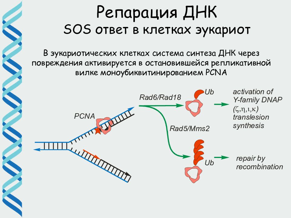 Репарация днк схема