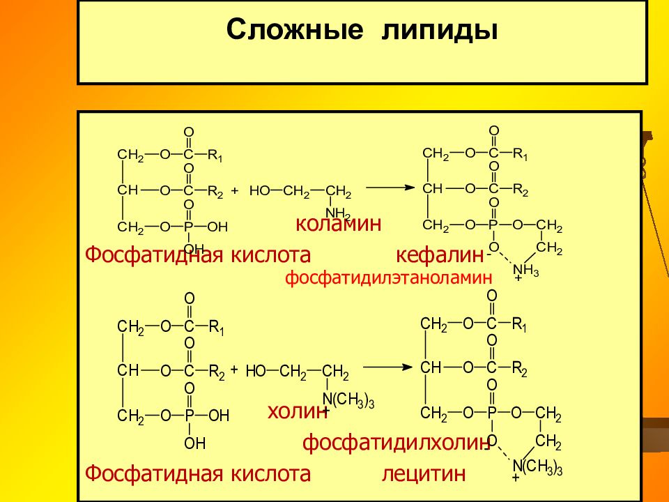 Липиды омыляемые презентация