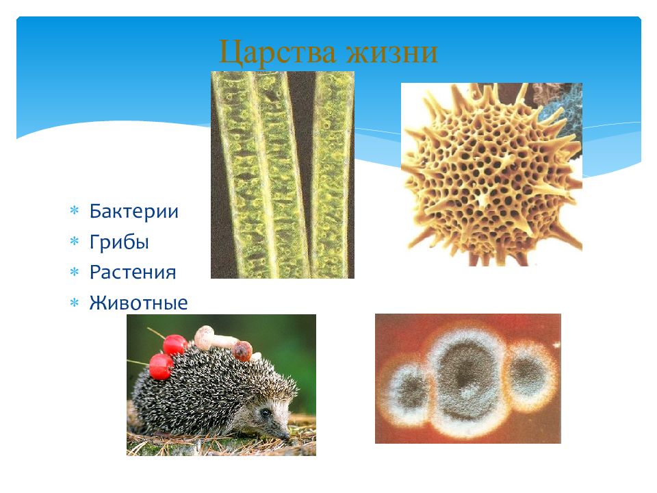 Организм единое целое многообразие организмов 10 класс презентация