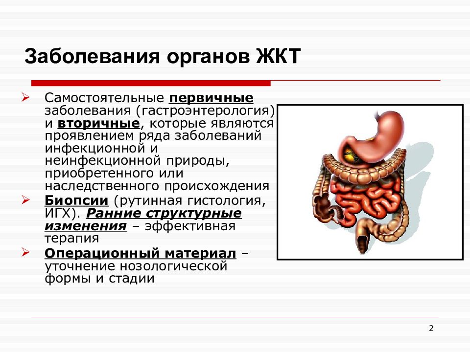 Презентация на тему жкт