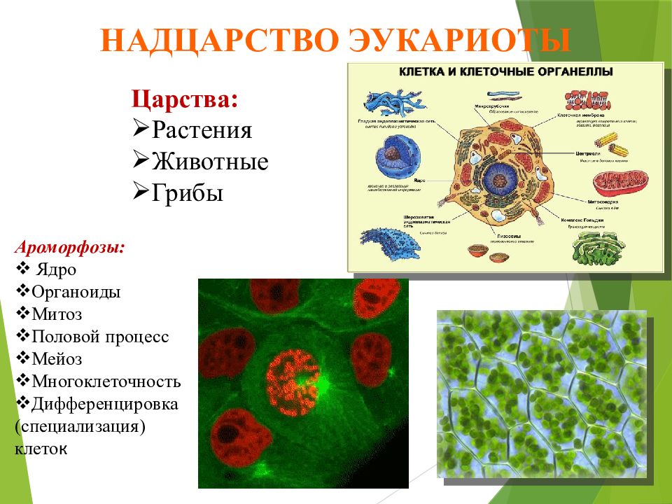 Надцарство организмов. Специализация животных клеток. Надцарство эукариот. Ароморфозы эукариотической клетки. Над царство клетчатых.