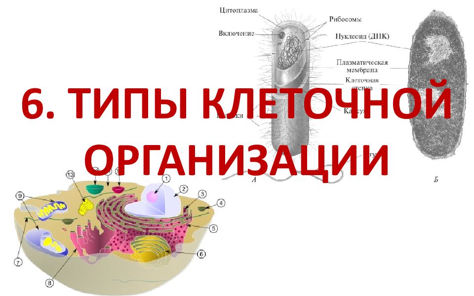 Организация клетки. Типы организации клеток. Формы клеточной организации. По типу клеточной организации клетки подразделяются на. Основные типы клеточной организации и их характеристика.