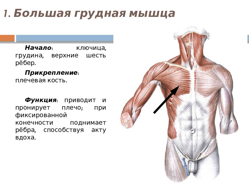 Большого туловища