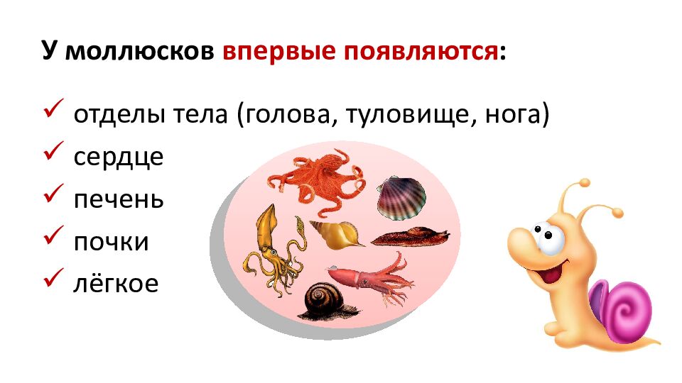 У моллюсков впервые появляются :