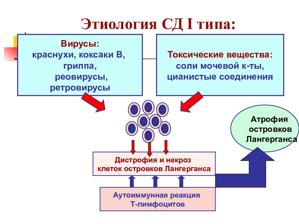 Патогенез краснухи картинки