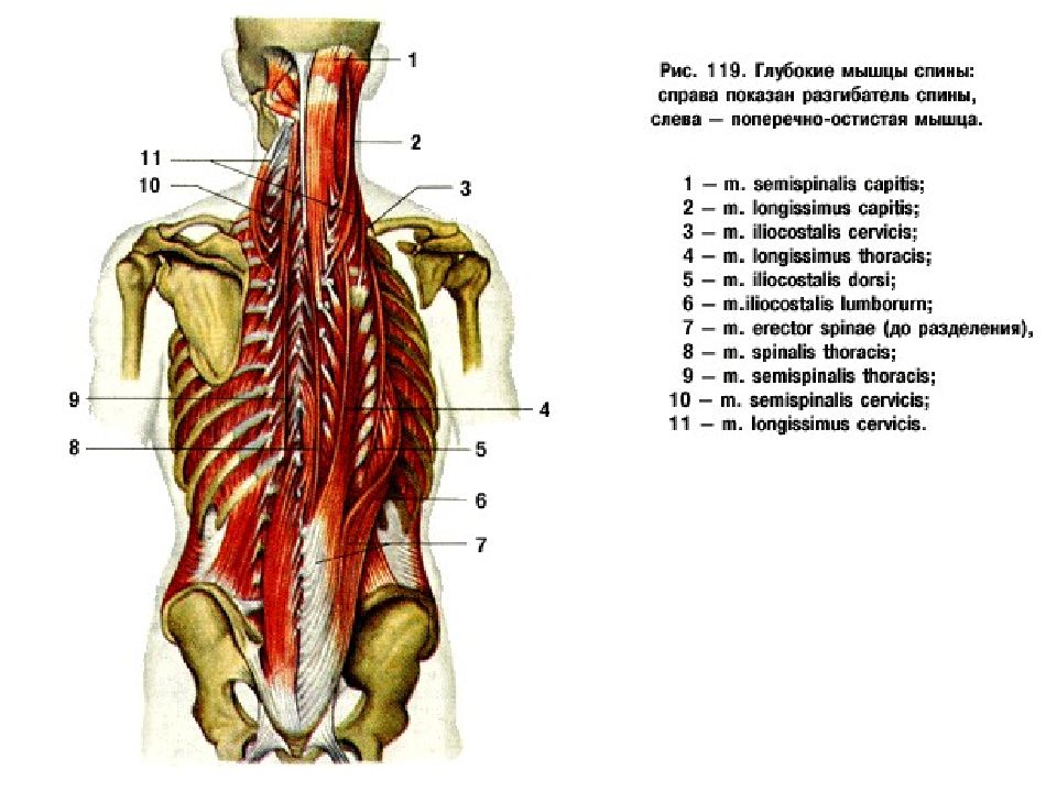 Глубокая поясница. Глубокие мышцы спины мышца выпрямляющая позвоночник. Выпрямитель позвоночника m. Erector Spinae. Глубокие мышцы спины с разгибателем позвоночника. Разгибатели позвоночника анатомия.