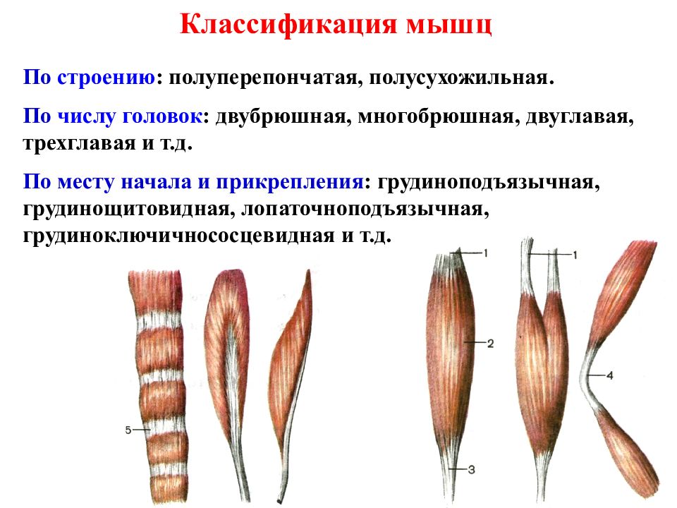 Мышцы бывают. Классификация скелетных мышц анатомия. Классификация скелетных мышц таблица. Классификация мышц по форме числу головок и брюшек. Классификация скелетных мышц по форме.