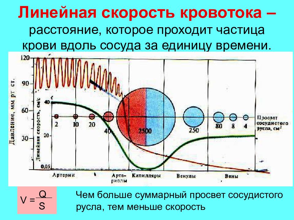 Линейная скорость кровотока в артериях