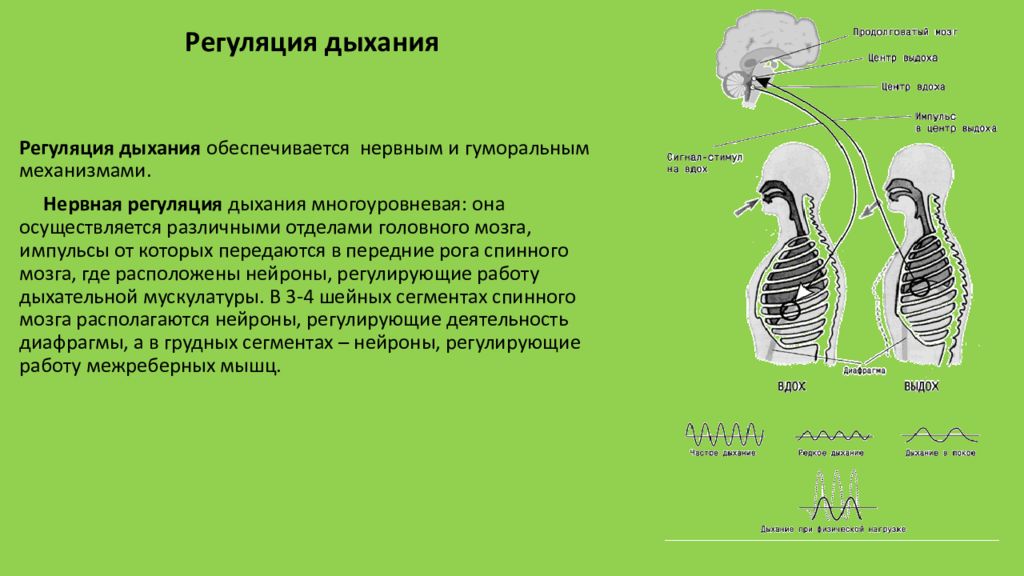 Особенности дыхательной системы