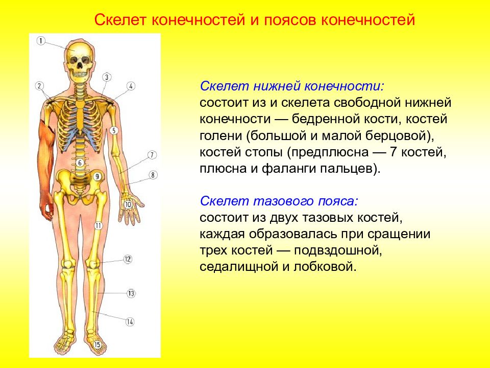 Обобщение по теме опорно двигательная система