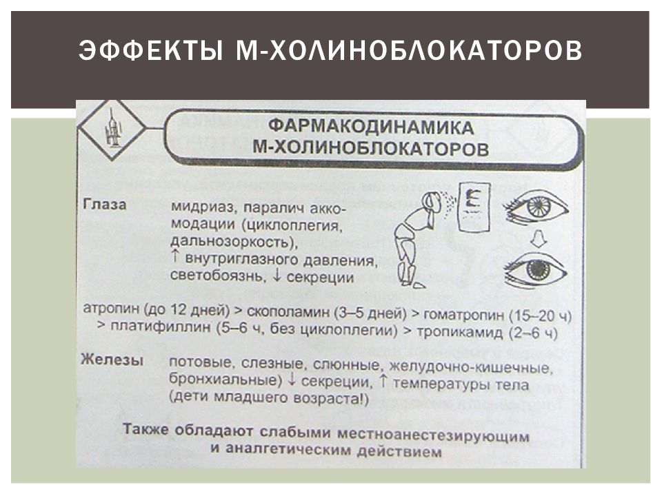 Используя рисунок объясните действие холиноблокаторов на глаз и механизм сопутствующих эффектов