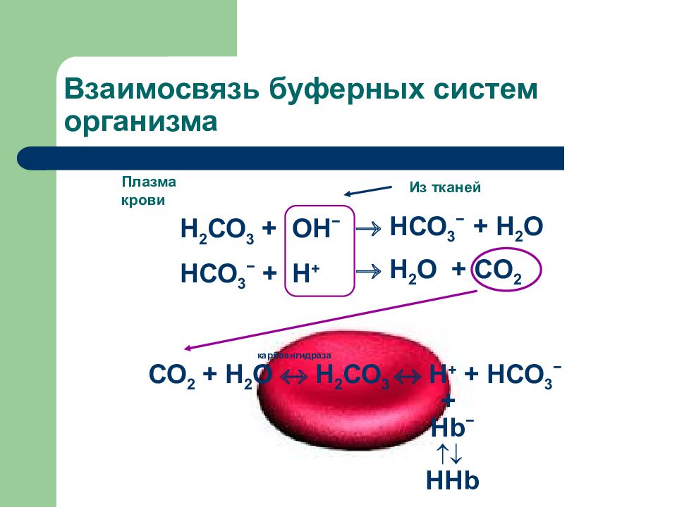 Презентация буферные системы